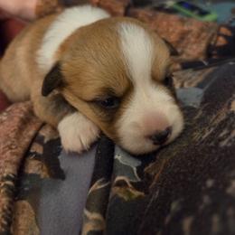 Blue Collar - Red female Pembroke Welsh Corgi puppy in Fallon, Nevada from Fuzzy Butt Corgies