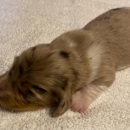 SCOTTY MALE REGISTERED FULL RIGHTS - Dapple male Dachshund puppy in Elizabethtown, Kentucky from Teeny Tiny Puppy Tails