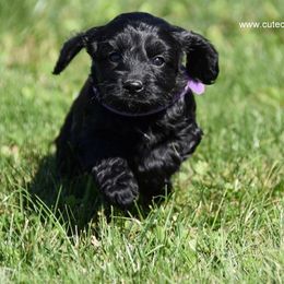 Cockapoo Puppies from Cute Cockapoos