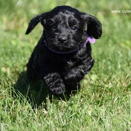 Cockapoo Puppies from Cute Cockapoos