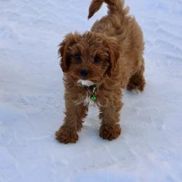 Bernedoodle and Cavapoo Puppies from Lawler’s Legacy Litters
