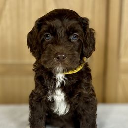 Cooper - Chocolate Australian Labradoodle puppy in Wewahitchka, Florida from Stony Brook Australian Labradoodles, LLC