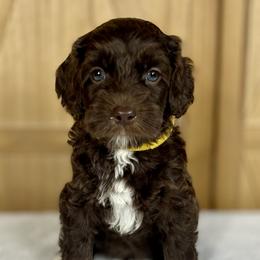 Cooper - Chocolate Australian Labradoodle puppy in Wewahitchka, Florida from Stony Brook Australian Labradoodles, LLC