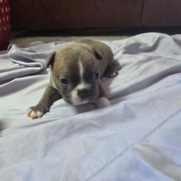 Green - Lilac male Boston Terrier puppy in Red Rock, Arizona from Aronow Pups