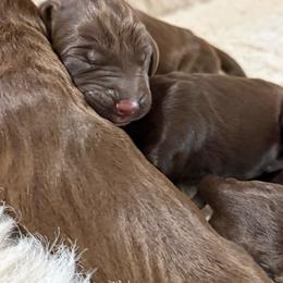 Jazzy - Liver female Pudelpointer puppy in Lakehills, Texas from Simply Southern Retrievers, LLC