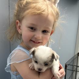 Chihuahua Puppies from Cloud9 Chihuahuas