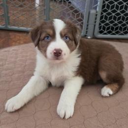 Cinnamon - Red tri-color female Australian Shepherd puppy in Russellville, Kentucky from Page Family Homestead