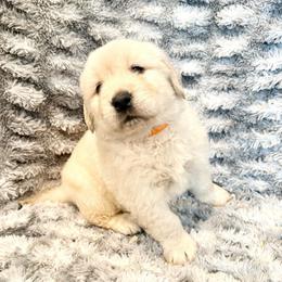 Everest - Light golden female Golden Retriever puppy in Oregon from Bliss Retrievers
