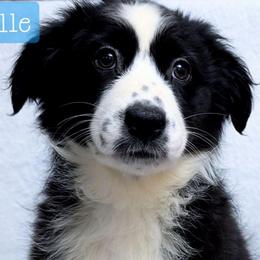 AnnaBelle - Black & white female Miniature Australian Shepherd puppy in Punta Gorda, Florida from Christie's Creekside Aussies