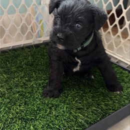 Rhody - Black male Miniature Schnauzer puppy in Prescott, Washington from Winona Schnauzers