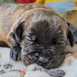 Light pink collar: Blossom - Black brindle female Cane Corso puppy in Franktown, Colorado from Earth and Ship Cane Corso