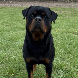 Fury - Rottweiler