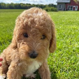Cedar - Brown and white female Bernedoodle puppy in Copenhagen, New York from Moser’s Mapleridge Farm