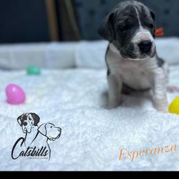 Esperanza - Blue and white female Great Dane puppy in Liberty, New York from Catskills Greatest Danes
