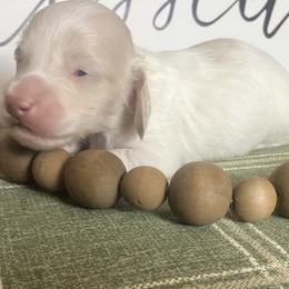 Benny - Cream male Dachshund puppy in Sharon Springs, New York from Show Us The Way Homestead