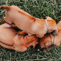 Rhodesian Ridgeback Puppies from Raven’s Ridgeback