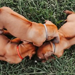 Rhodesian Ridgeback Puppies from Raven’s Ridgeback
