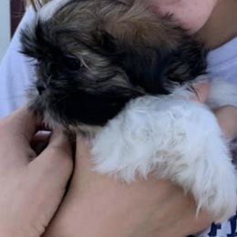 Shih Tzus from Goracke Family