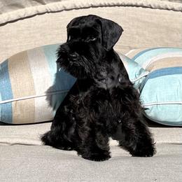 Giant Schnauzer and Miniature Schnauzer Puppies from My Angel Schnauzers