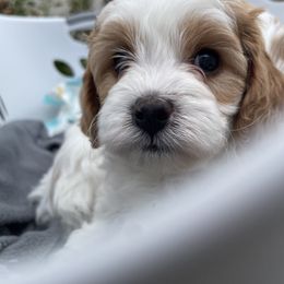 Cavapoo Puppies from Ellas.Pups