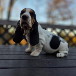 Samantha 2700.00 - Black brown and white female Basset Hound puppy in Denison, Texas from Emma Lou's Baby Bassets