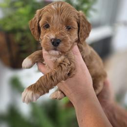 Nova - Apricot female Goldendoodle puppy in Decatur, Tennessee from Diamond's Doodles