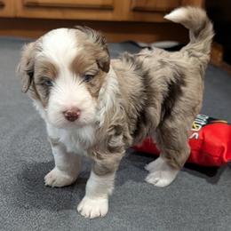 Loki - Red merle male Aussiedoodle puppy in New Durham, New Hampshire from Ridgeview Aussiedoodles