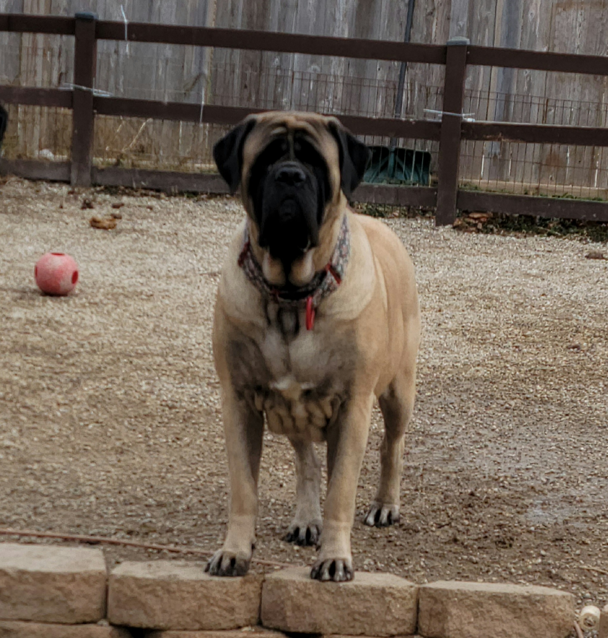 Miley - Mastiff