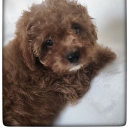 Zoe - Apricot female Cavapoo puppy in Mission, Texas from Sharyland Pets