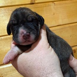 Fawn with mask - Fawn female Great Dane puppy in Greenville, South Carolina from Allen’s Ridge Ranch