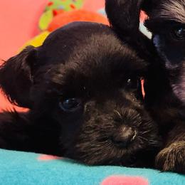 Girl 4 - Black female Miniature Schnauzer puppy in Malvern, Arkansas from Deep South Miniature Schnauzers