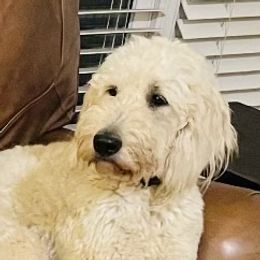 Butter Bean - Goldendoodle