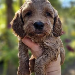 Lola - Red and white female Cockapoo puppy in Mocksville, North Carolina from Hunting Creek Kennels & Farm