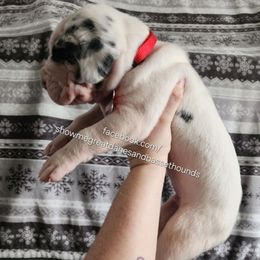 Red collar - Harlequin male Great Dane puppy in Alton, Illinois from Show Me Great Danes and Basset Hounds