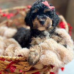 Cinderella - Tri-color female Bernedoodle puppy in Munster, Indiana from Miranda’s Sunshine Poodles and Doodles