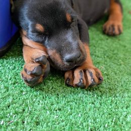 Rosie - Black and rust female Doberman Pinscher puppy in Shrewsbury, Massachusetts from Di Nonno Dobermann