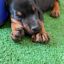 Rosie - Black and rust female Doberman Pinscher puppy in Shrewsbury, Massachusetts from Di Nonno Dobermann