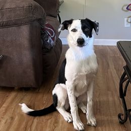 Ellie - Border Collie