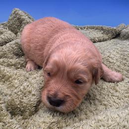 Dark golden male 2 - Dark golden male Golden Retriever puppy in Spanaway, Washington from 11 Oaks Kennels
