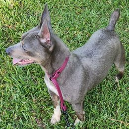 Steele - Teddy Roosevelt Terrier
