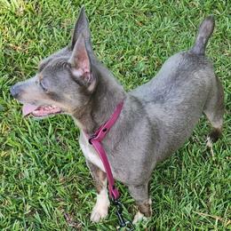 Steele - Teddy Roosevelt Terrier