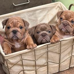 Bulldog puppies from Bows and Wrinkles Bulldogs