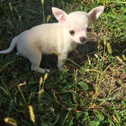 Bitty - Fawn and white female Chihuahua puppy in Indianapolis, Indiana from London Rouge Chihuahuas