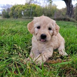 Goldendoodle Puppies from Black Oak Doodles