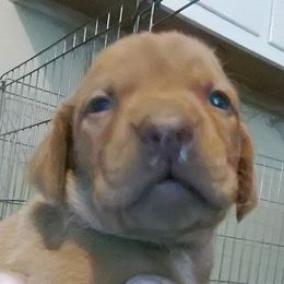 Vizsla Puppies from Shadow Creek Kennel