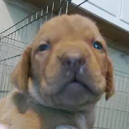 Vizsla Puppies from Shadow Creek Kennel