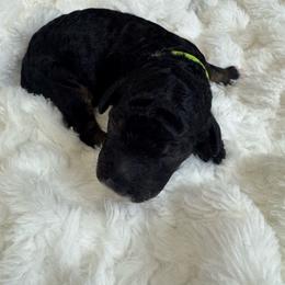 Green collar bern - Tri-color male Bernedoodle puppy in Mc Henry, Maryland from TLC by the Lake Standard Poodle and Doodles