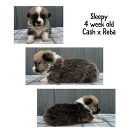 Sleepy - Red male Pembroke Welsh Corgi puppy in Stephenville, Texas from Rising JM Pembrokes