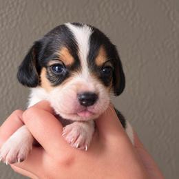 Glinda - Black tan and white female Beagle puppy in Lake City, Florida from Sunkissed Beagles
