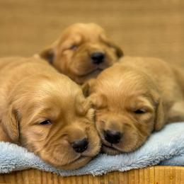 Boy 1 - Golden male Golden Retriever puppy in Tonasket, Washington from Denzil’s Goldens